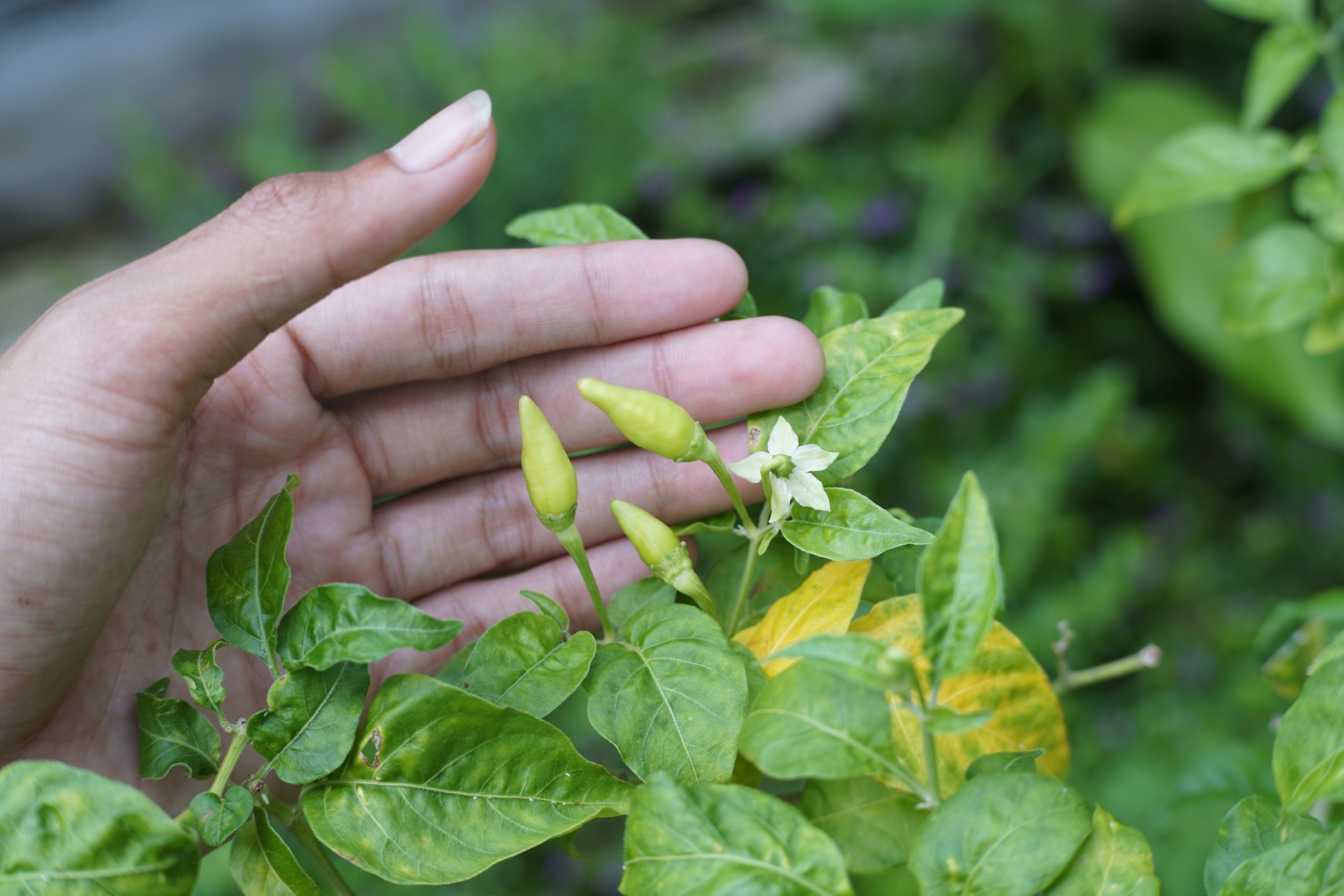 chilli